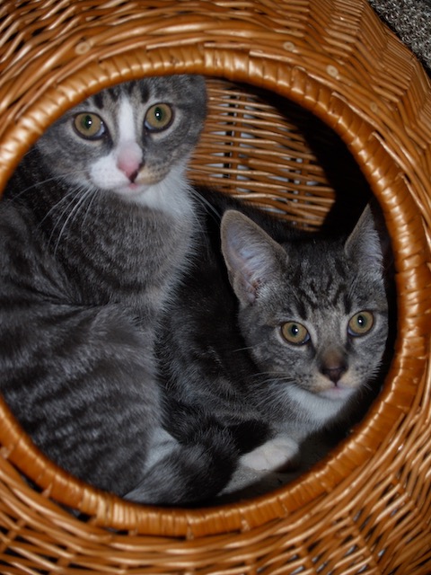 Foto voor kattenraam